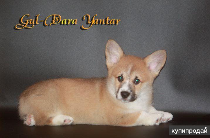 Первые шаги в воспитании щенка Корги Пемброк