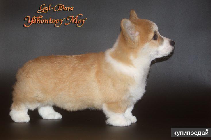 Важные критерии выбора щенка вельш-корги пемброка