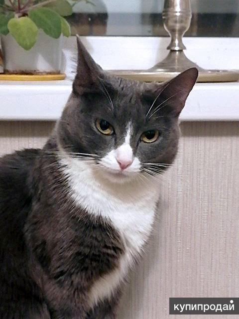 Какая порода кошек самая умная и ласковая