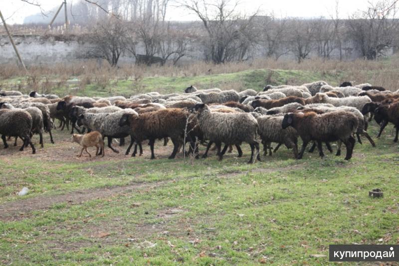 Обьявления Авито Ру Алтайский Край Продажа Овец