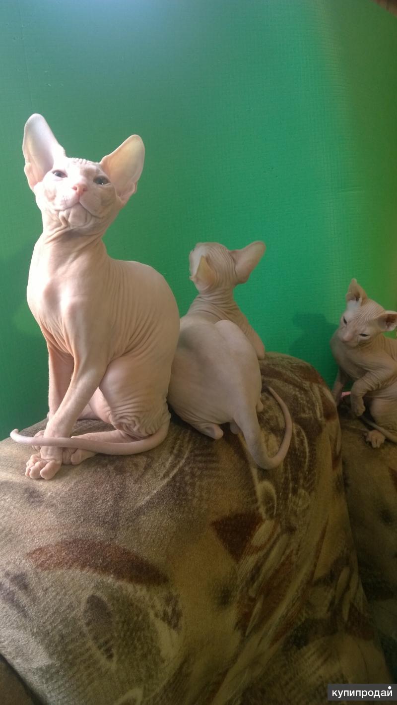 краснодарский сфинкс