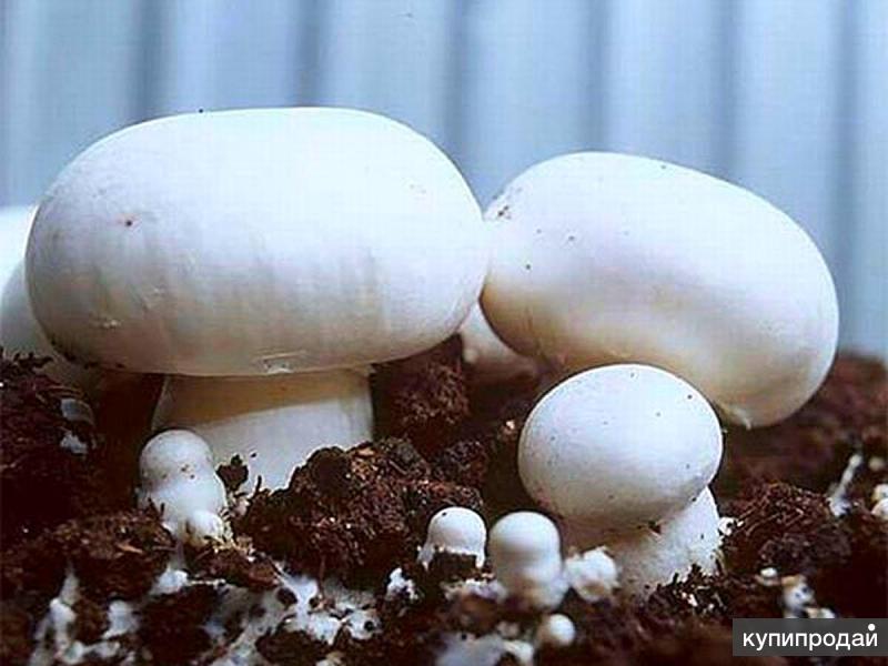 Грибная рассада для выращивания шампиньонов