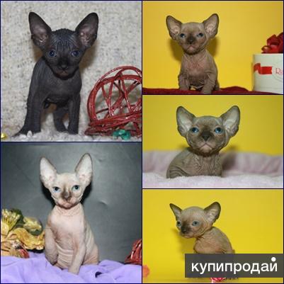 Донские, Канадские сфинксы