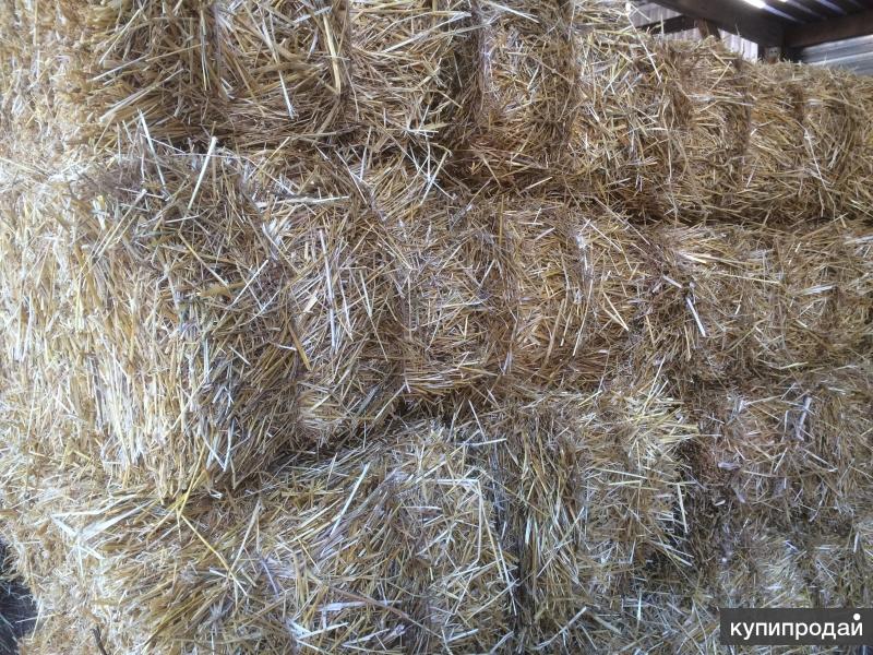 Авито сено солома. Солома пшеничная тюк (20 кг). Сено тюкованное / 1 тюк = 20 кг. Тюк сена 25 кг. Тюк 20-25кг тюк.