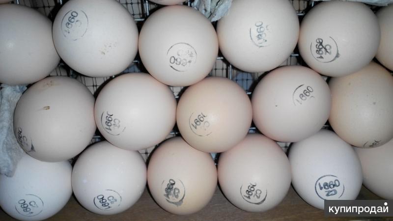 Купить инкубационное яйцо в москве и области. Маркировка яиц Кобб 500. Бройлер Sasso XL - 451. Маркировка венгерского инкубационного яйца. Инкубаторские яйца.