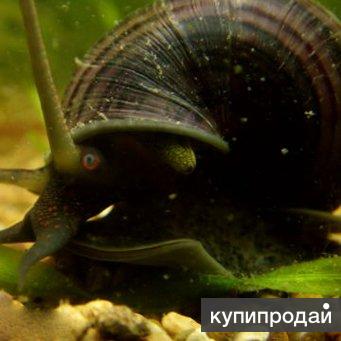 Купить Аквариумных Улиток С Доставкой По России