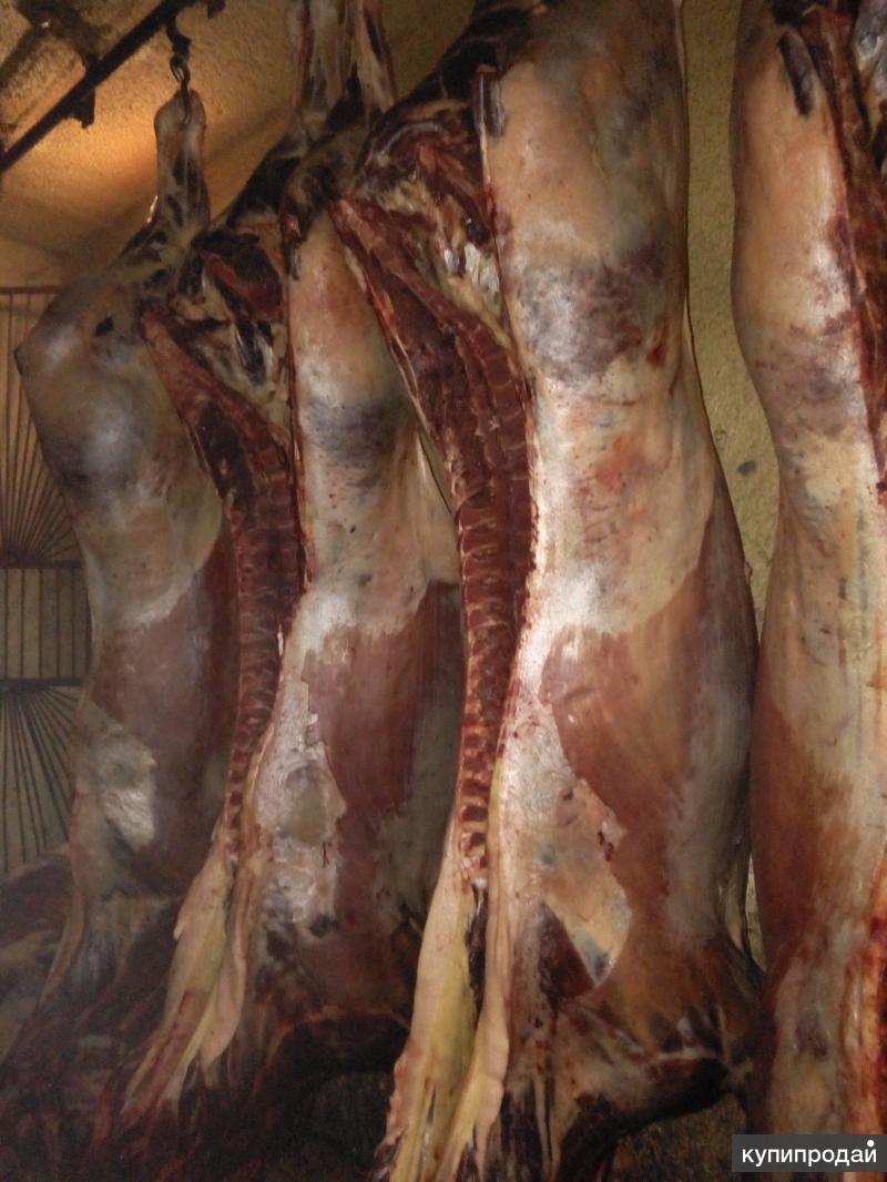 Конина живой вес. Конина живой вес. Забивание лошадей на мясо. Мясо говядина. Конина живой вес.