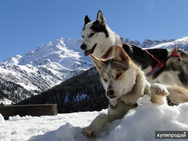 катание на хаски кострома. лайлапс домик хаски. питомник хаски в костроме. лайлапс домик хаски. деревня ездовых собак серебро севера.