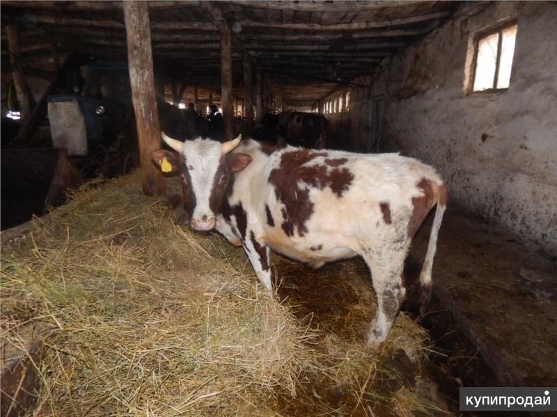 Купить Бычков Краснодарский Край Цена