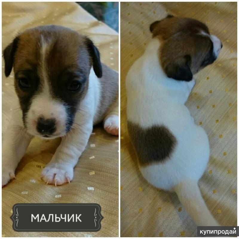 Щенки Джек Рассел терьер