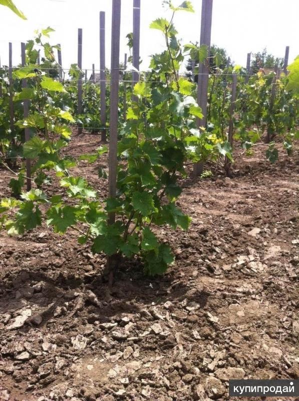 Универсальные хомуты для крепления (натяжения) шпалерной проволоки и к ...