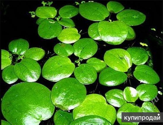 Продажа аквариумного растения Пистия(кувшинка на поверхности воды)