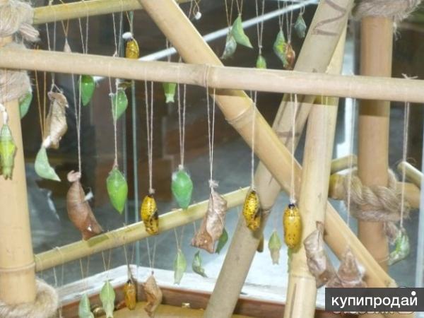 Высоко доходный бизнес ферма Живых Тропических Бабочек из Коста Рикки