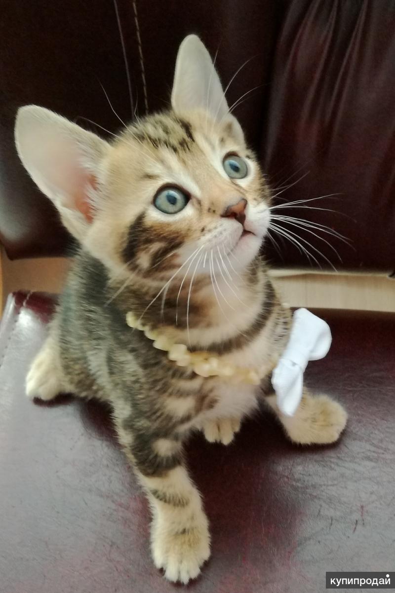 Бенгальские котята