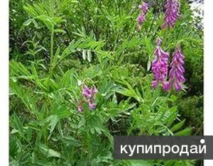 Красный или медвежий корень. Семена почтой по России и СНГ.