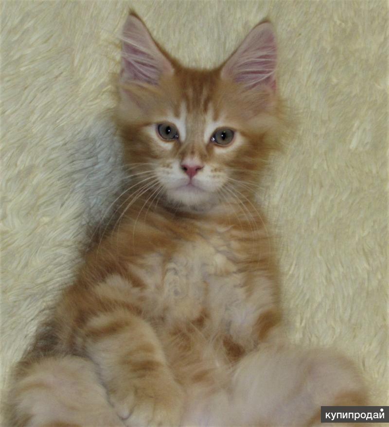 Рыжий кот пермь. Рыжий кот пермь. Котенок рыжий вырос. Кот пермского окраса. Найден рыжий кот пермь.