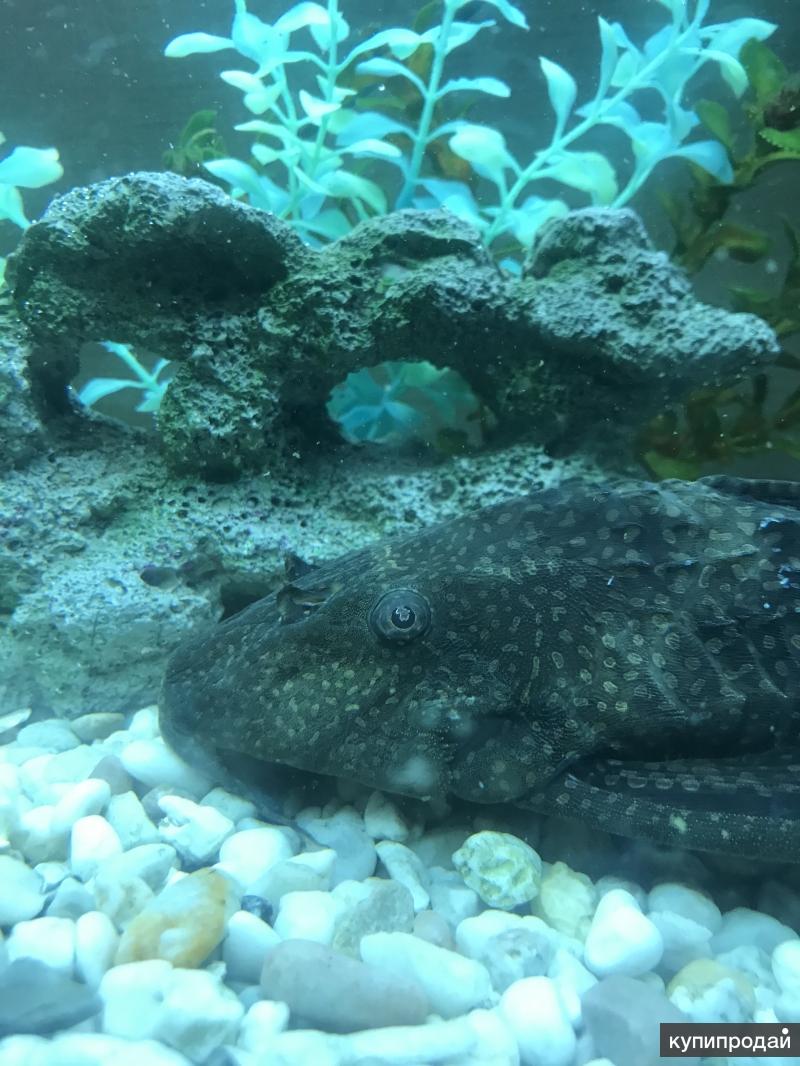 Аквариум в Санкт-Петербурге