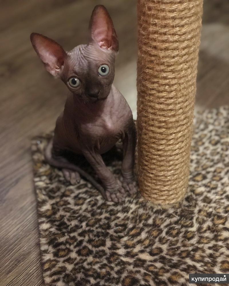 сфинкс калининград. найден сфинкс калининград. сфинкс калининград. кот породы эльф эльф bambino. канадский сфинкс эльф котенок.