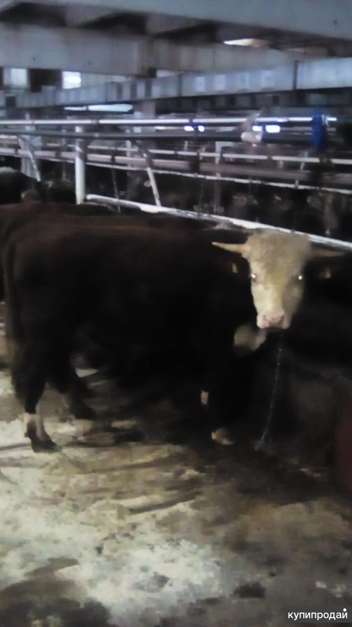 Продажа Сельхоз Животных В Спб