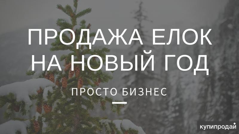 Бизнес проект продажа елок