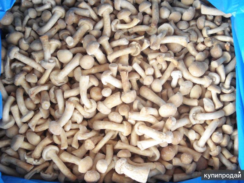 Купить Мороженные Грибы В Москве