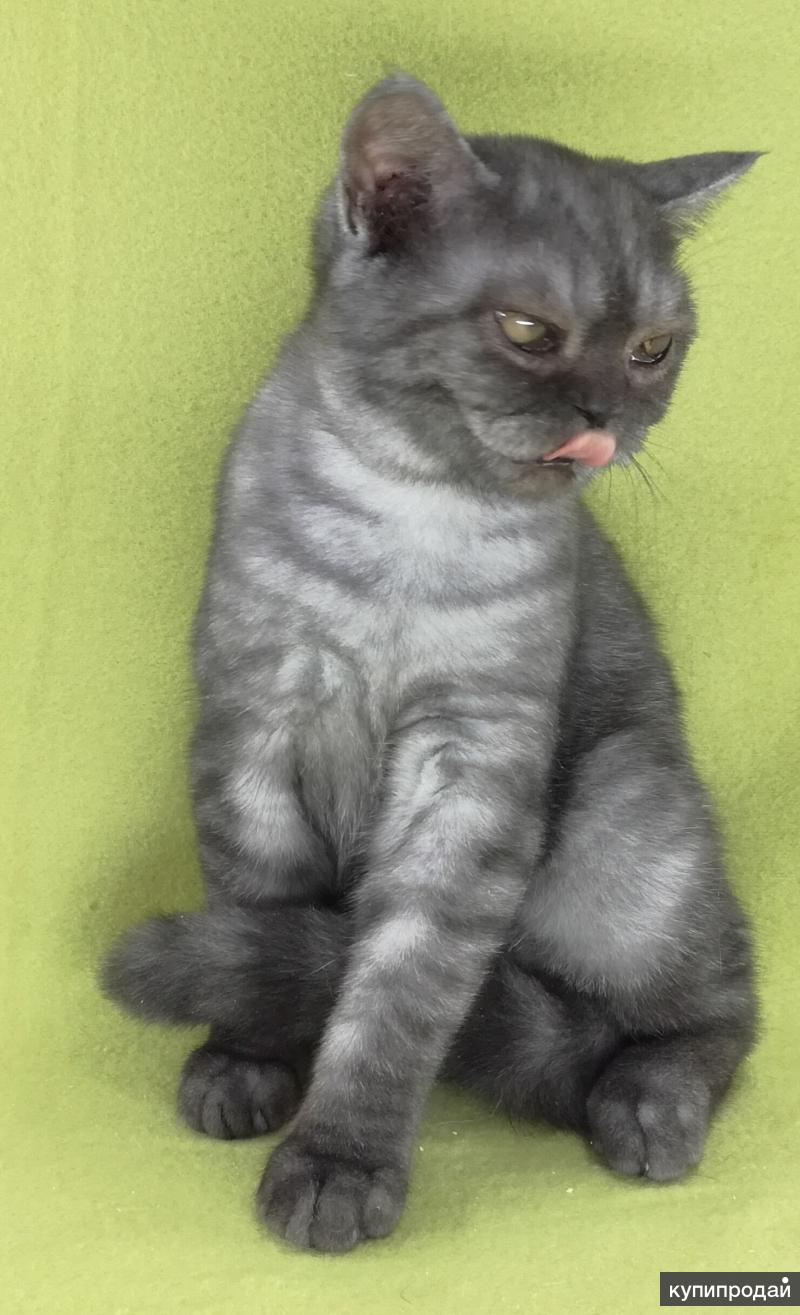 Черный шотландский кот прямоухий