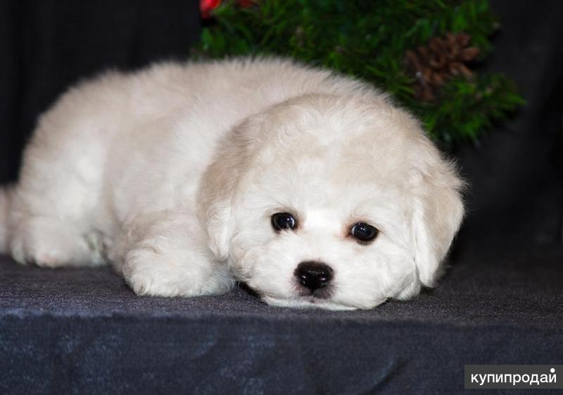 фризе нова. маленькая белая собачка бишон фризе. бишон фризе. фризе нова. бишон фризе выставочный.