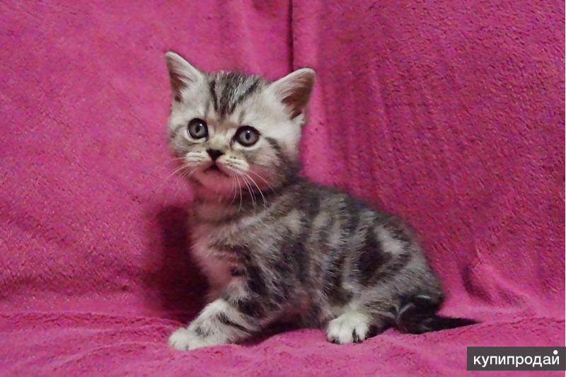Котята шотландской породы