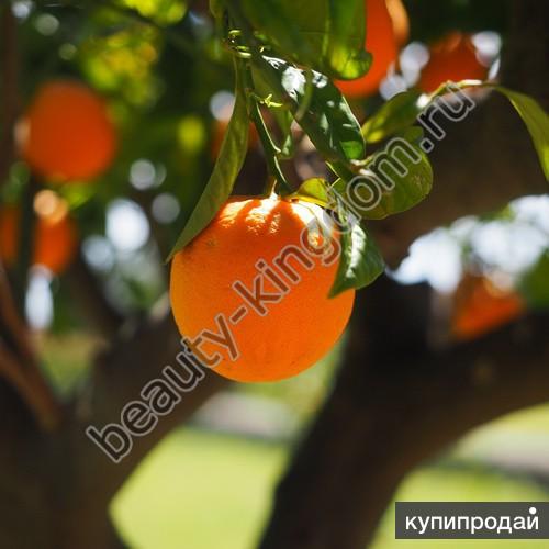 Эфирное масло Апельсина сладкого
