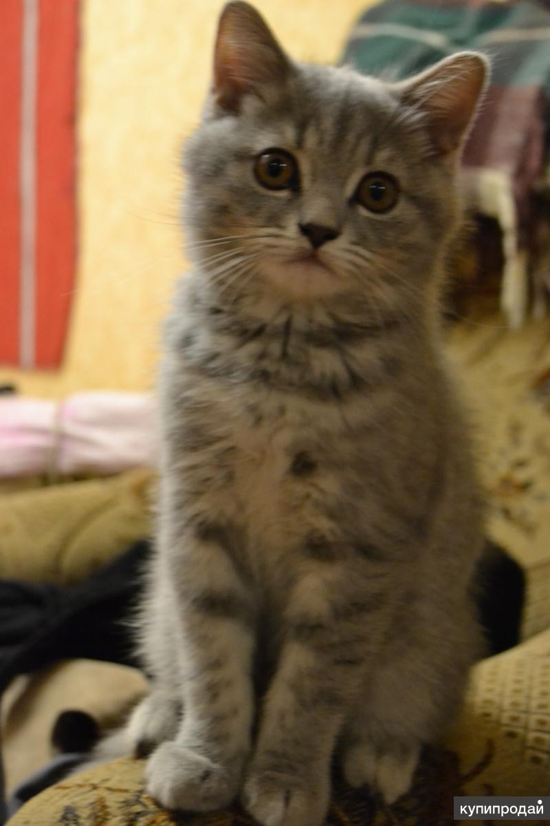 Как выглядят шотландские котята в 4 месяца