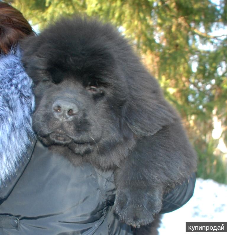 Купить Ньюфаундленд Щенки В Нижнем Новгороде