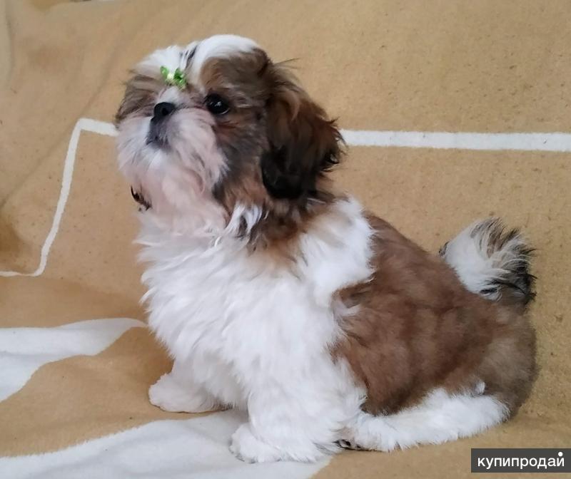 Грумер для собак. Мыть ши тцу. Лапы у ши тцу. Мыть ши тцу. Мыть ши тцу.