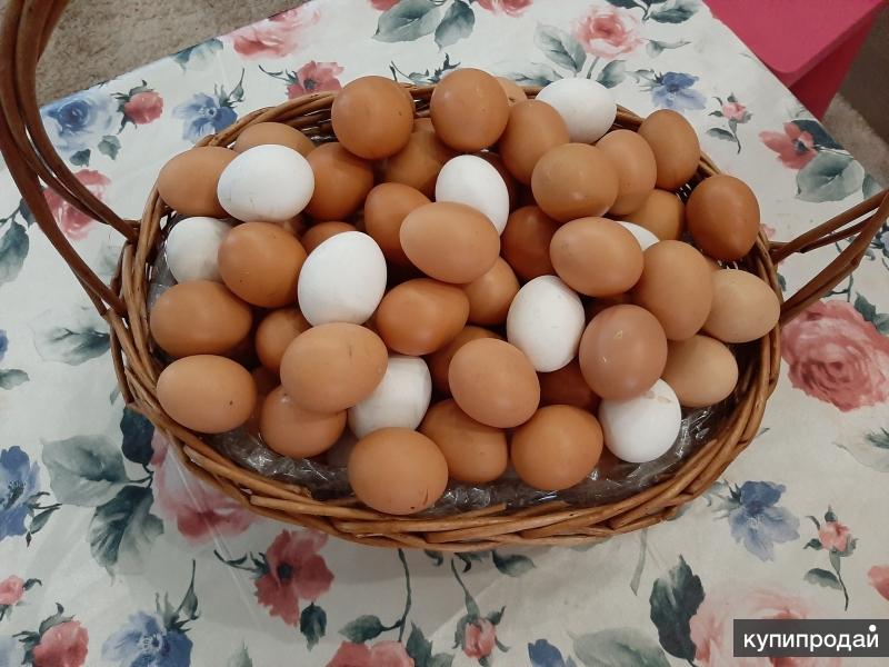 Яйца купить саратов