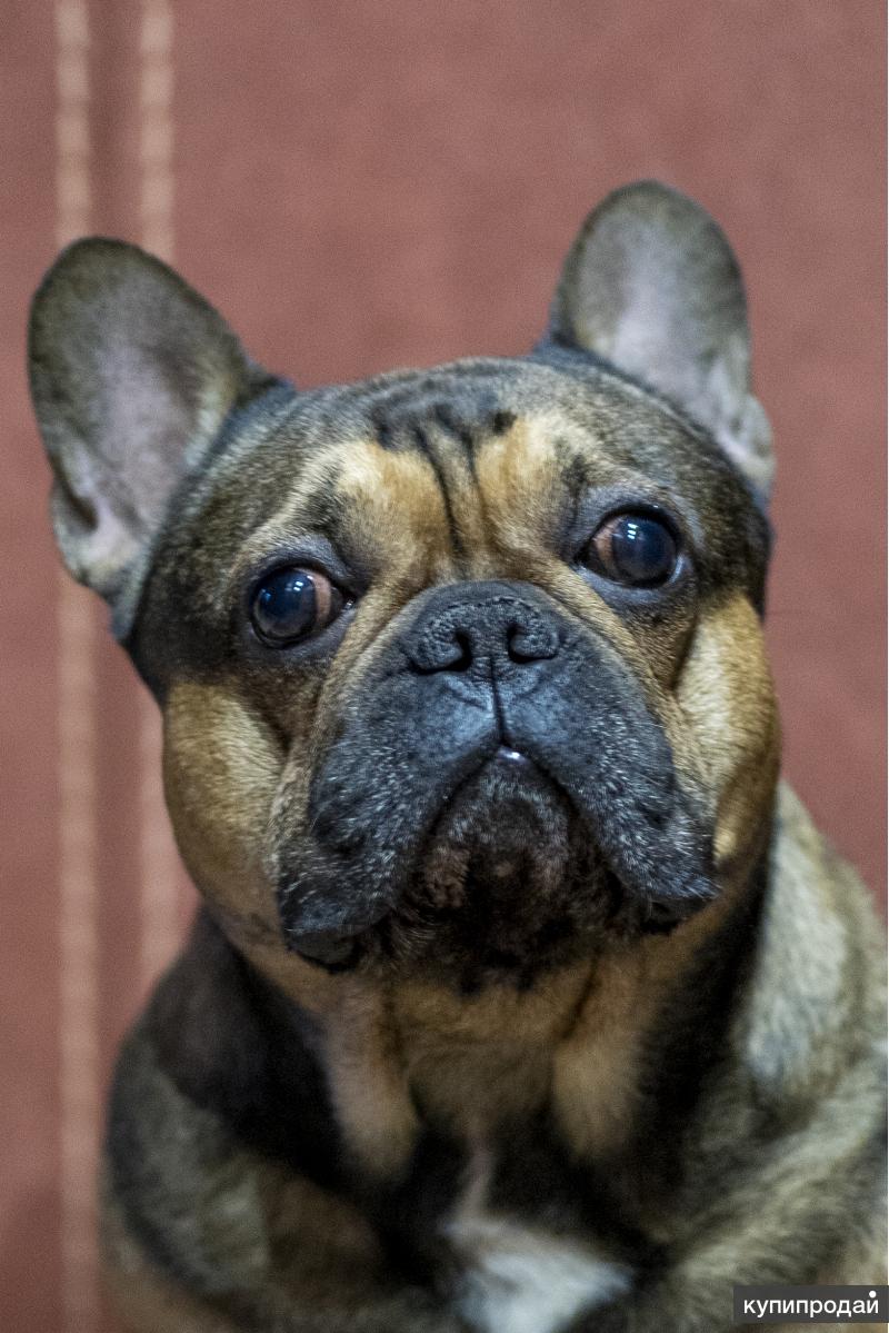 Течка у французского бульдога. Окрас породы французский бульдог. Французский бульдог пятнистый. Случка собак французский бульдог. Вязка собак французский.