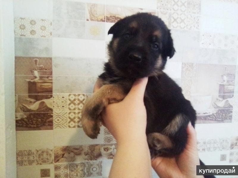 авито йошкар ола собаки. йоркшир йошкар-ола. авито йошкар ола собаки. авито йошкар ола щенки. сибирский хаски подросток.