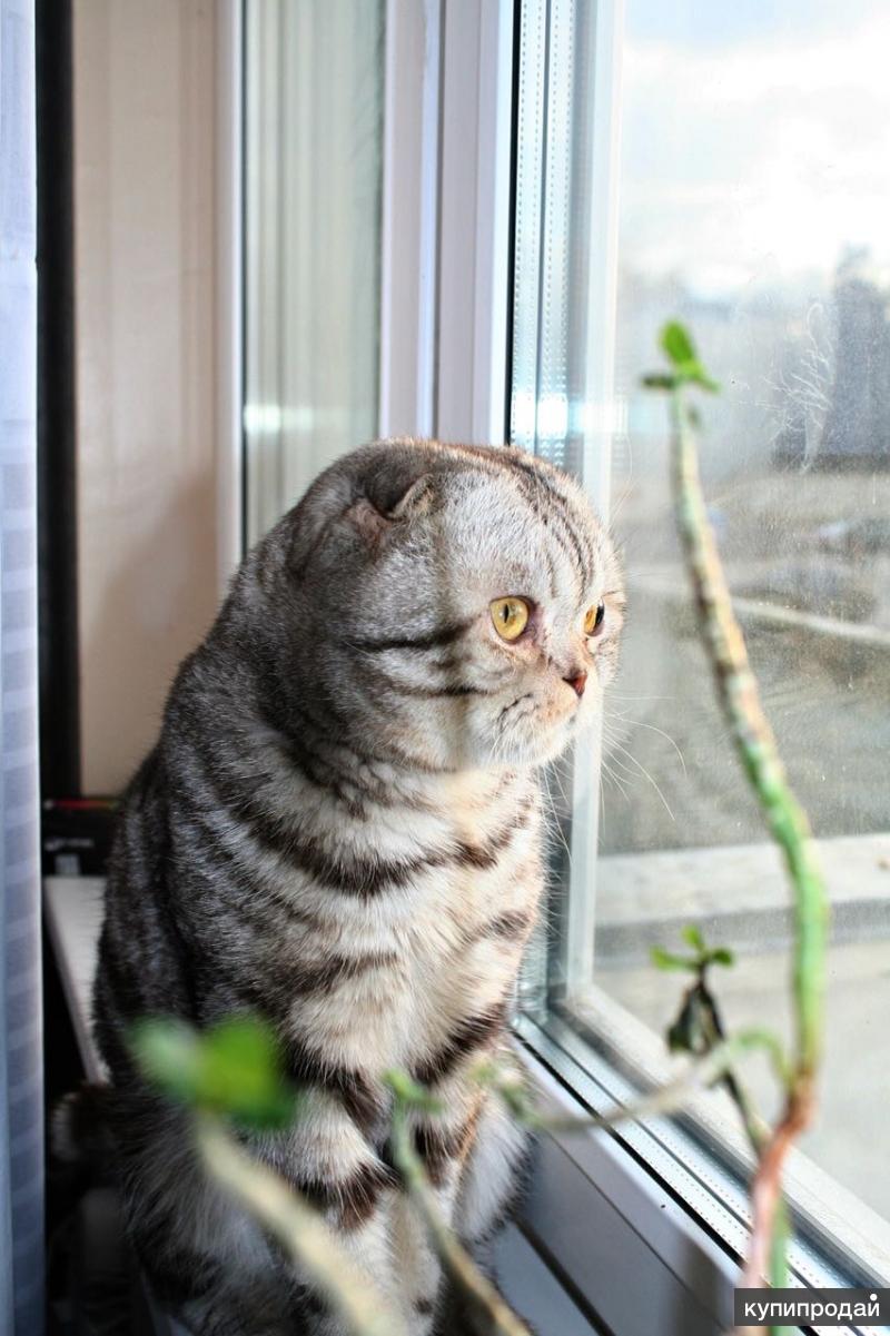 Сколько живут кошки шотландские