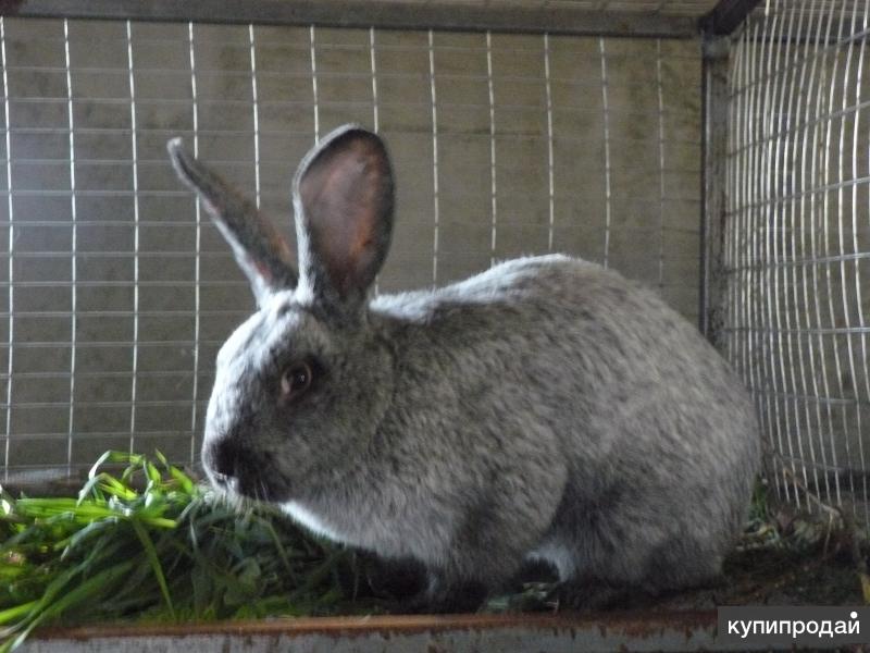 порода кроликов бройлерных пород. бельгийский обр кролик. калифорнийский кролик в красноярске. кролики в красноярском крае. кролики в белгородской области продажа.
