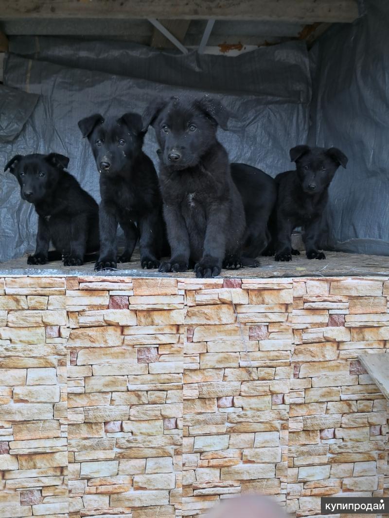 Груминг астрахань для собак. Астрахань собаки. Приют белка и стрелка в харабали. Питомник астрахань собаки. Приют в астрахани экоприют.