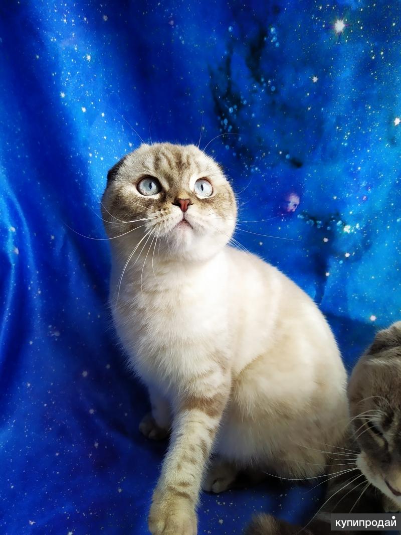 Шотландская Вислоухая Кошка Купить В Уфе