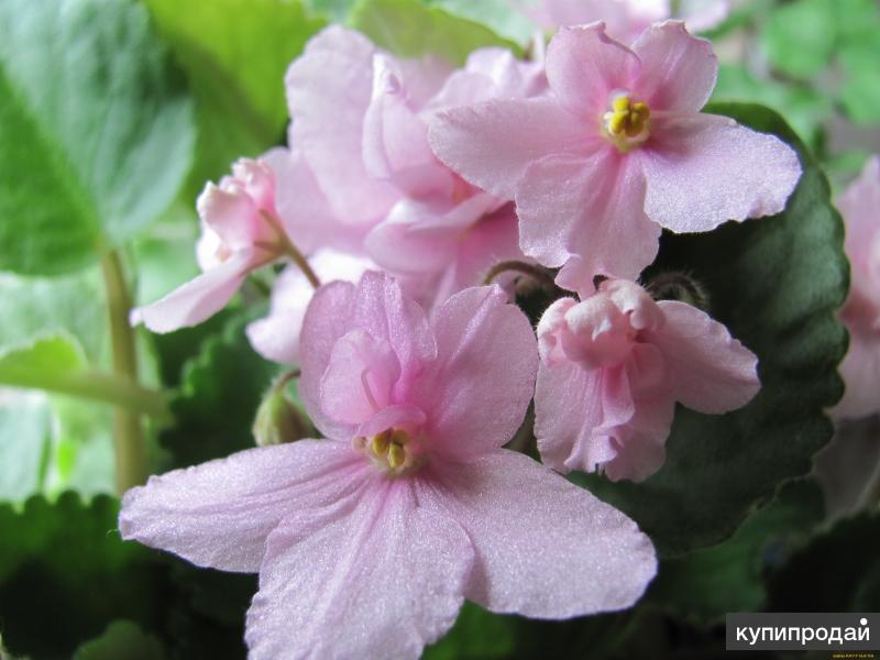 Download wallpaper 1920x1080 flowers, glass, petals hd background