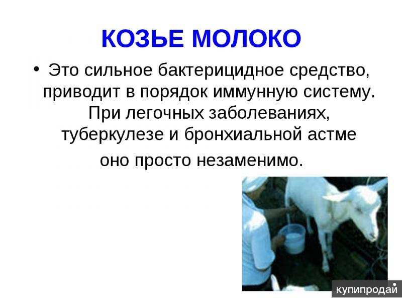 Польза козьего молока для организма взрослого человека. Козье молоко польза. Козье молоко полезно. Козье молоко полезно. Полезность козьего молока.