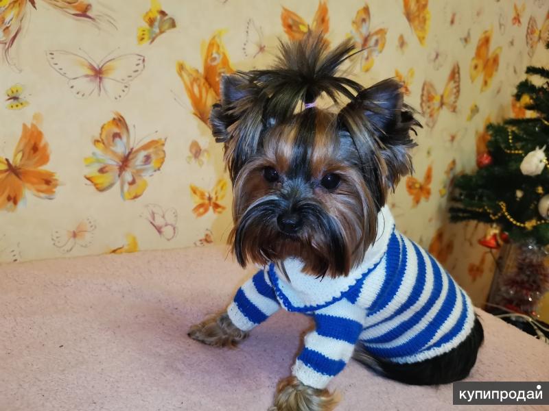Пошаговое вязание на спицах одежда для собак (59 фото)