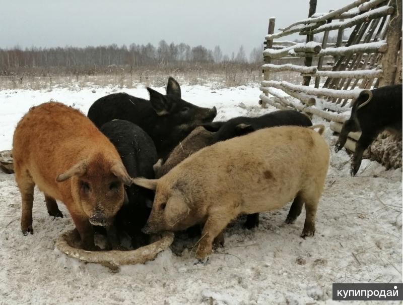 Купить Кабана Живого Цена Свердловская Область