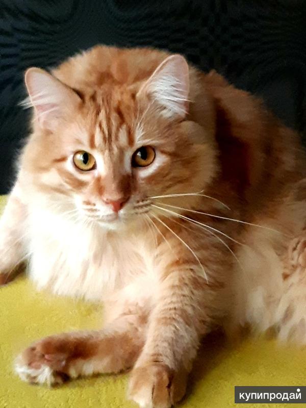 Рыжий сибирский котенок Томас, вес 10 кг! в Москве