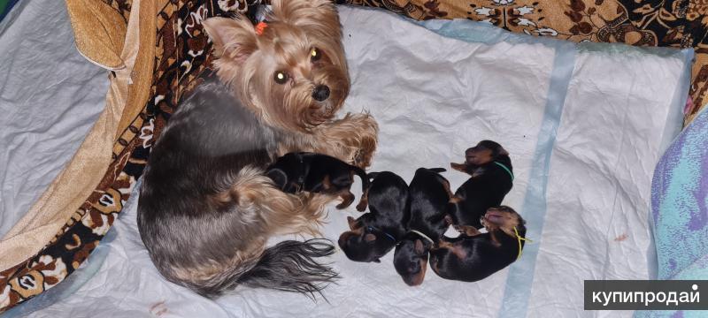 джек рассел щенок. щенки терьер курск. щенки йорка. три йорка. щенок йоркширского терьера 2 месяца.