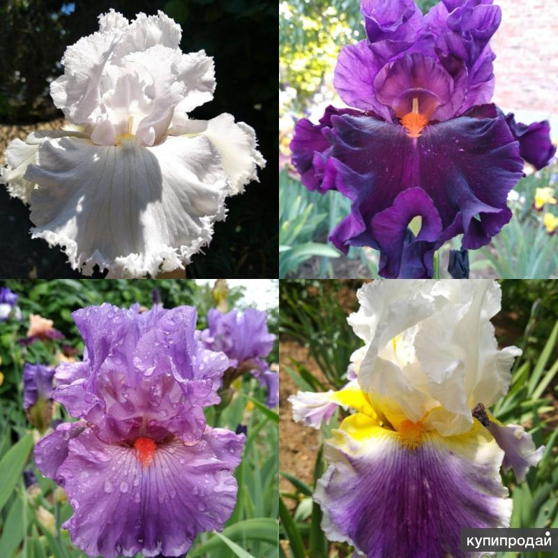 Ирис бородатый. Ирис еллоу уайт. Ирис мечевидный аугуст. Ирис бородатый бай дживс. Ирис бородатый.
