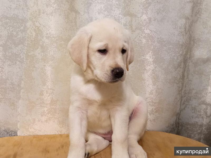 Купить Щенка Лабрадора В Ижевске