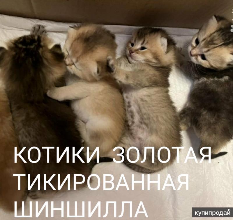 Приют для кошек в подольске взять котенка фото