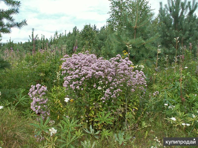 Где Купить Травы В Нижнем Новгороде