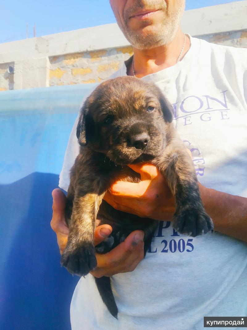 Собаки на авито новош. Авито собаки в крыму. Авито собаки в крыму. Сакки ,собака. Собаки на авито калининградская область.